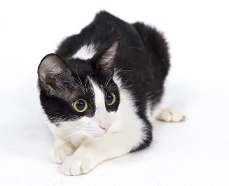 A wide-eyed cat looks at something