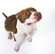 A dog looks up with a face full of focus