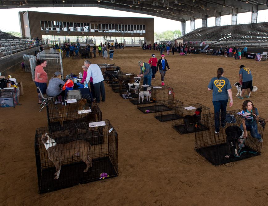 Cause for Paws event