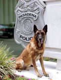 Dog sitting by Pasadena Police logo