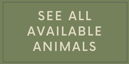 Link to 24PetConnect, List of Adoptable Cats and Dogs